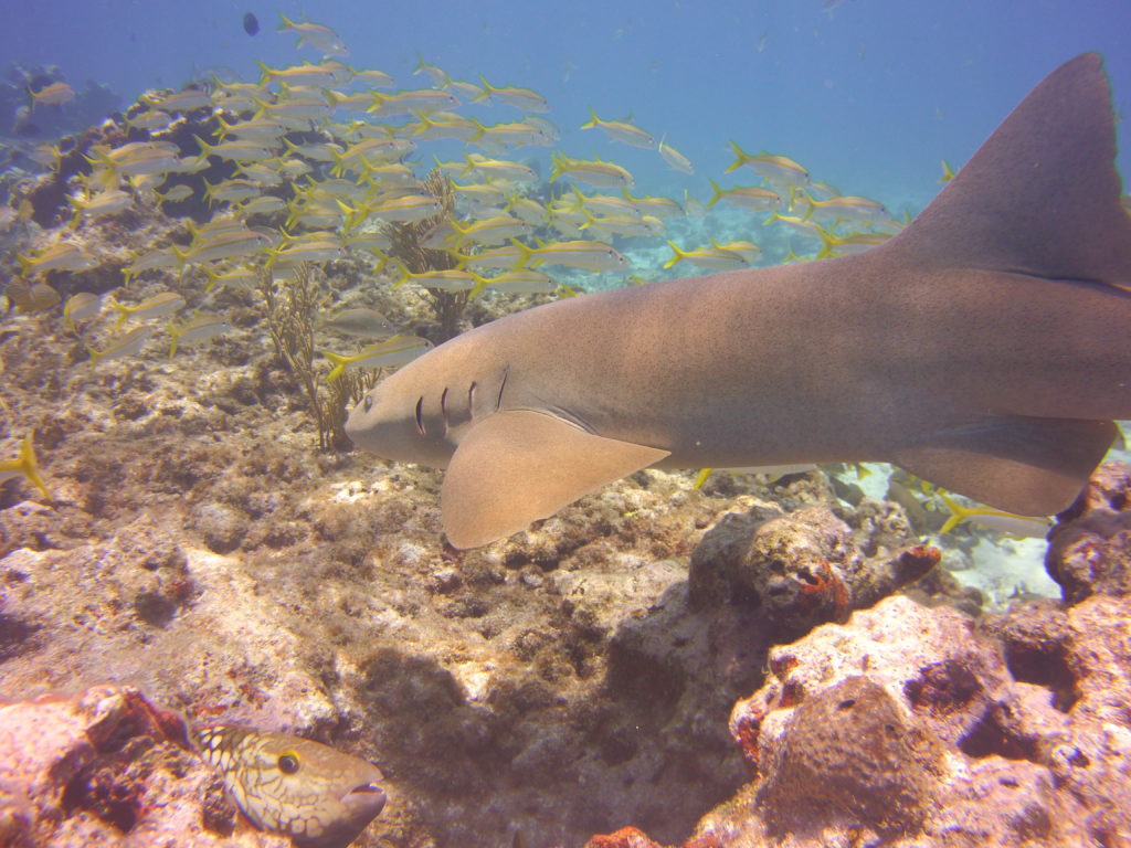 Nurse Shark patrolling