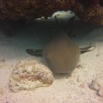 Nurse Shark on Elbow