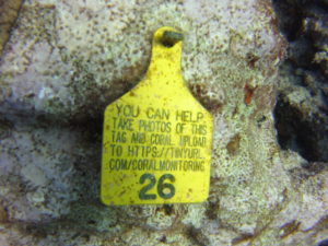 Coral head with tag no 26