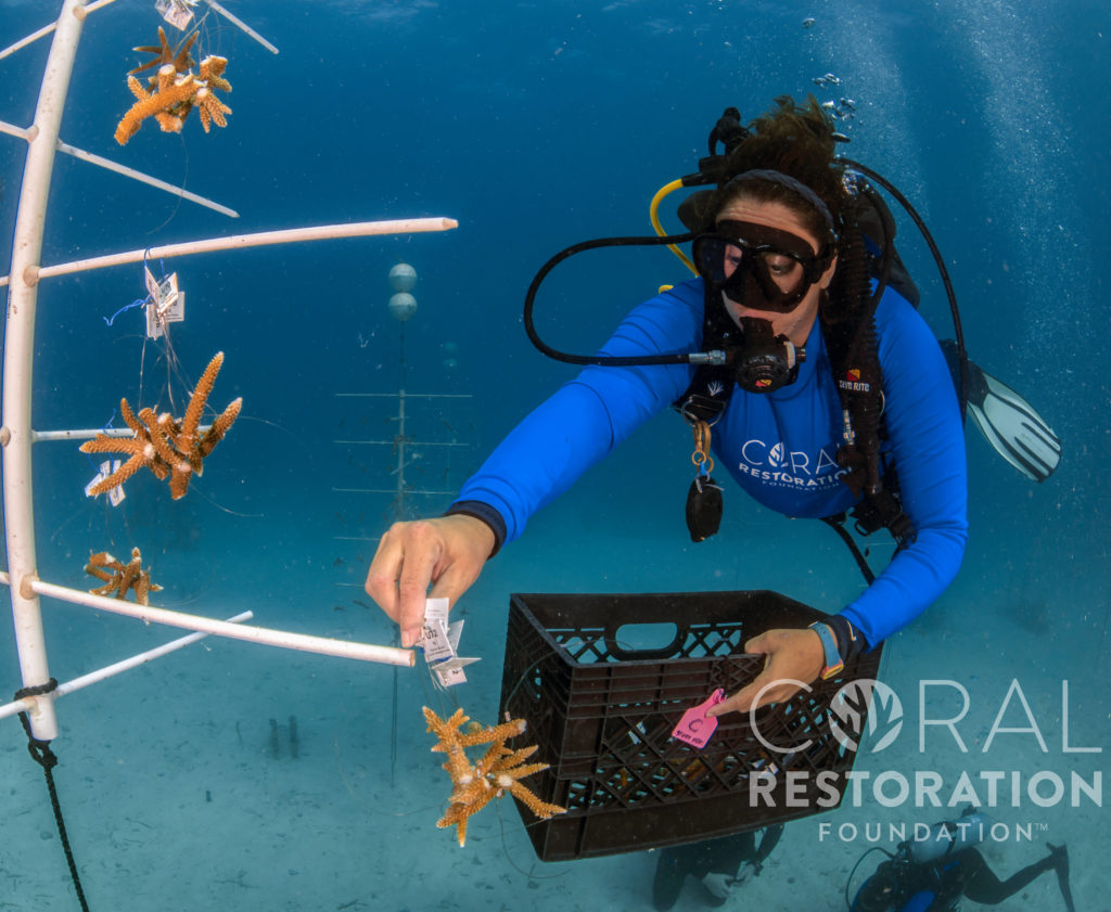 Coral Restoration staff collecting coral from the underwater nursery