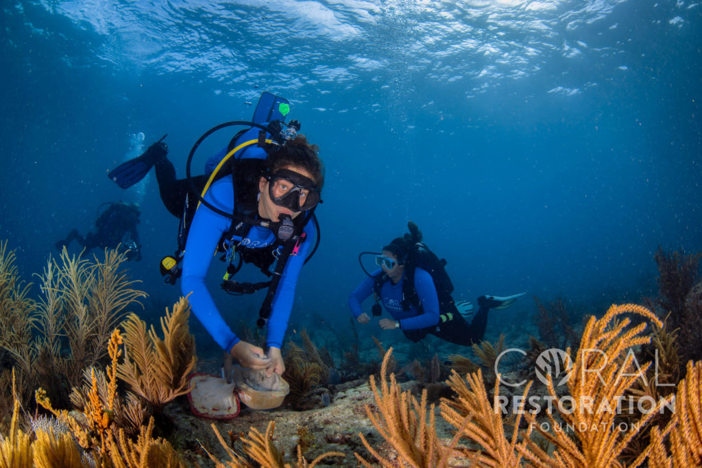 Planting coral