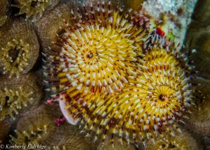 Christmas tree worms