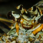 Lobster Eyes