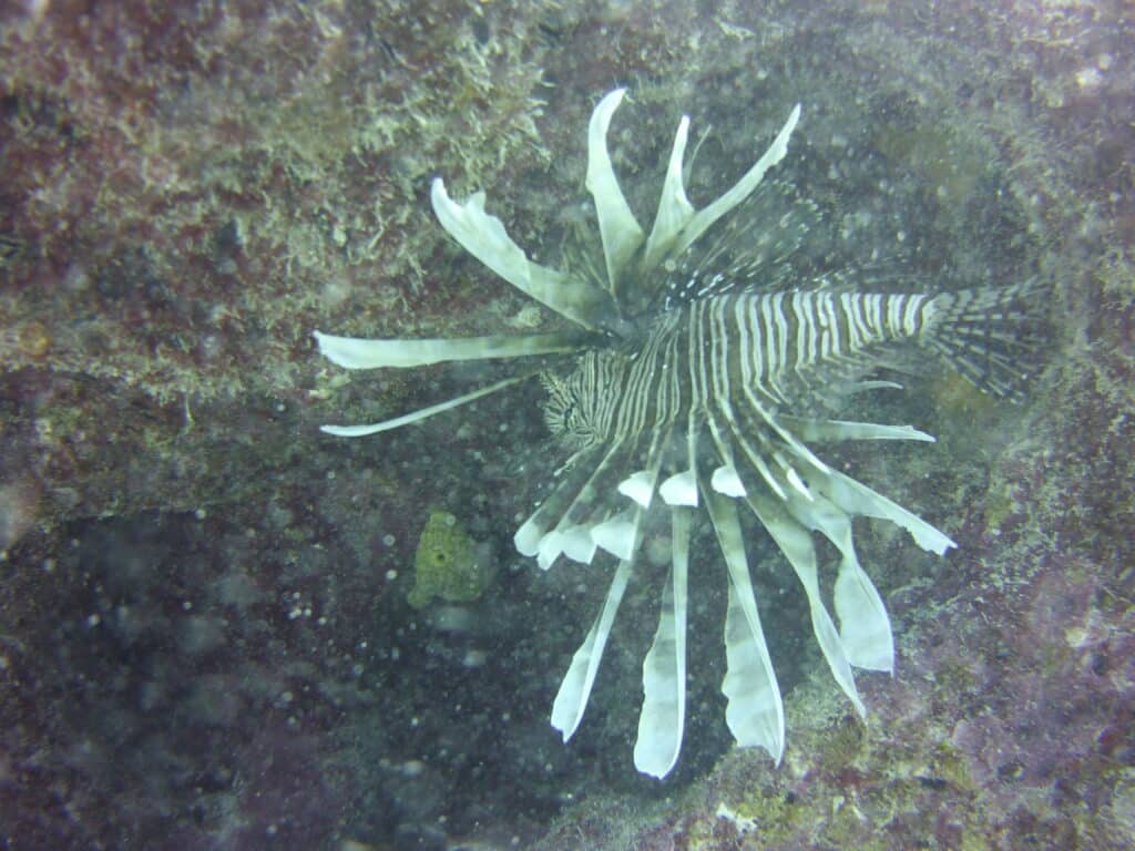 Lionfish on the key largo reef