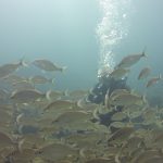 Benwood fish