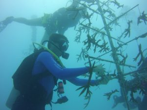 Coral Cleaning