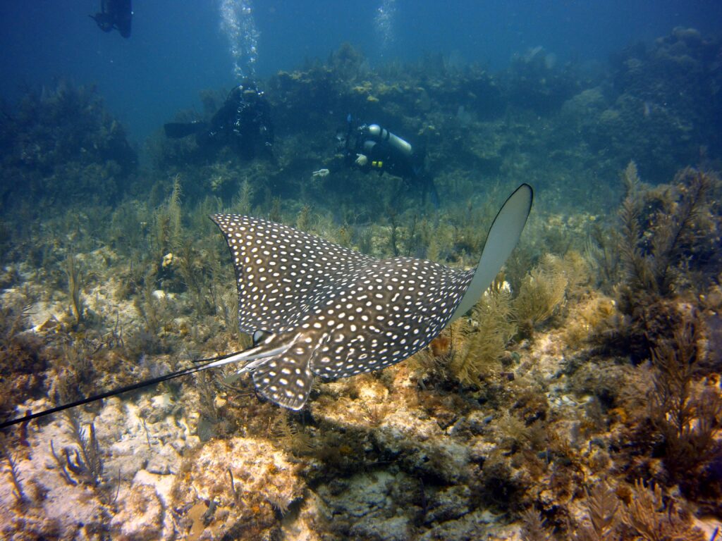 SCUBA diver in amongst school of fish