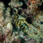 Lobster