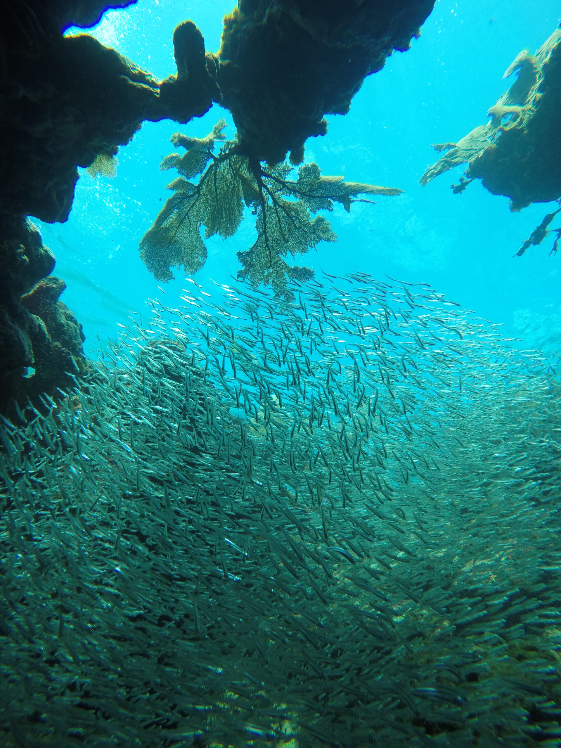 school of minnows at minnow caves key largo